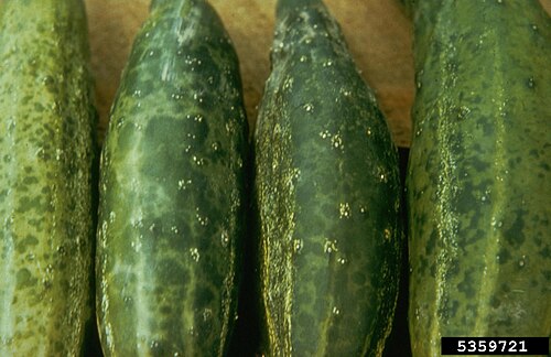 Cucumber mosaic virus